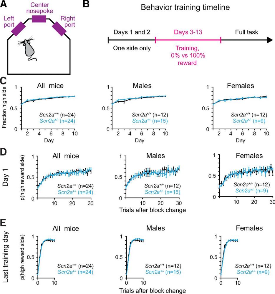 Dynamic Foraging Behavior Performance Is Not Affected by Scn2a Haploinsufficiency