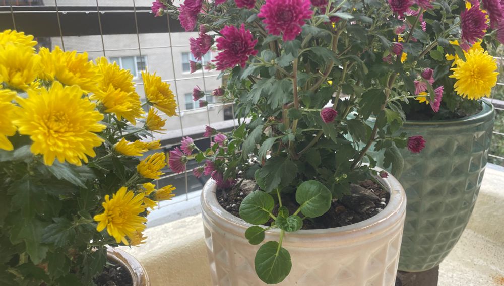 Three pots of fall mums, yellow then purple then yellow again in color, with the middle pot also cradling a Chinese broccoli seedling 🌱 #gardensky