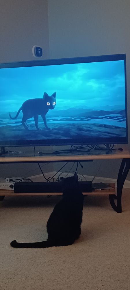 Cat watching the movie flow.