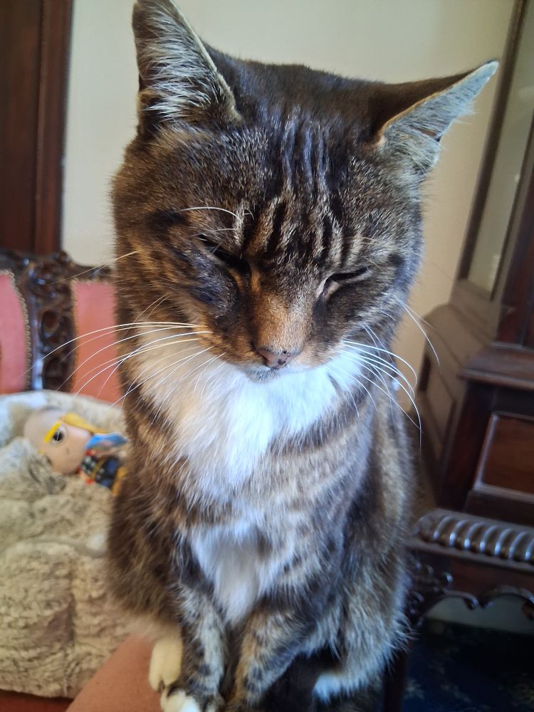 A close up of a cat sitting on the arm of a chair
