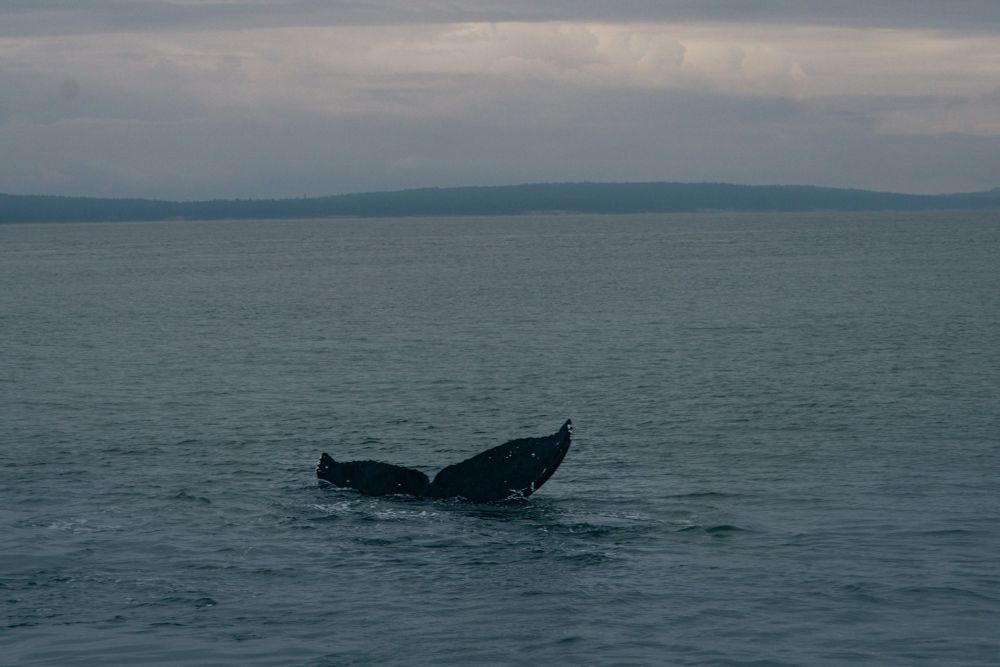 Humpback whale fluke