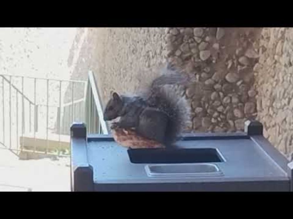 Squirrel eating a pizza at GaryCon XVI