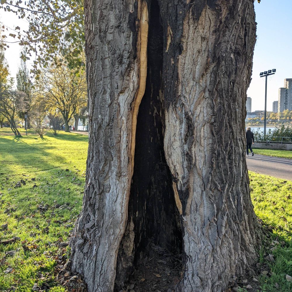 Bild von einem teils ausgehöhlten und an den Rändern angekokelten Baumstamm.