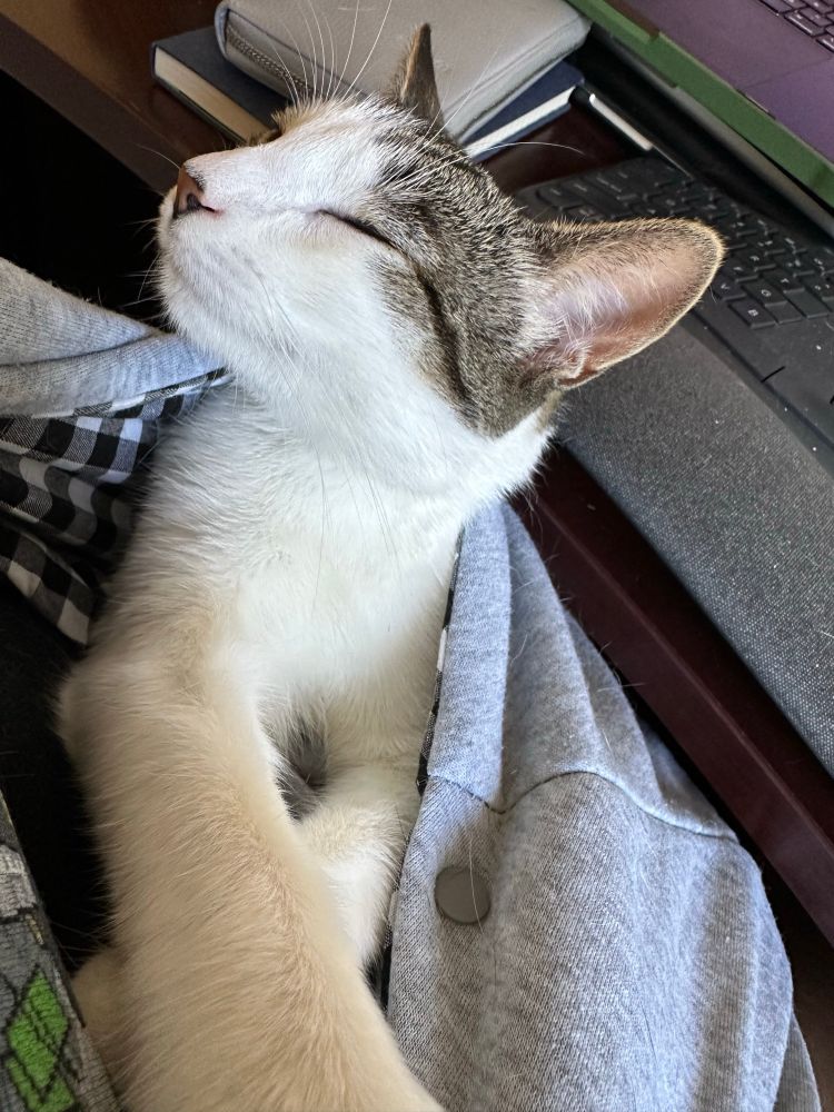 Kitten asleep in a sling with his paws extended 