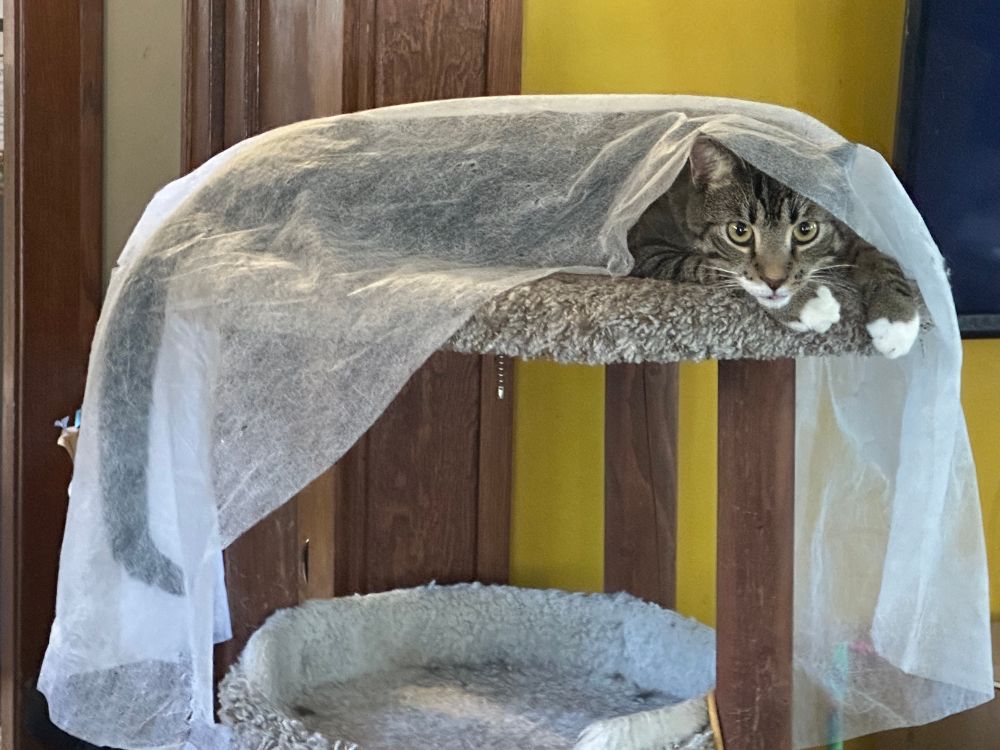 Cat on a cat tree, peeking out from under a sheet of packing gauze