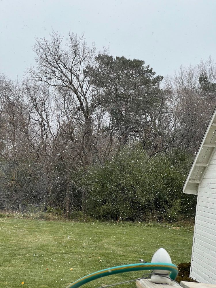 Photo of a Forest with almost all the leaves gone, light snow falling