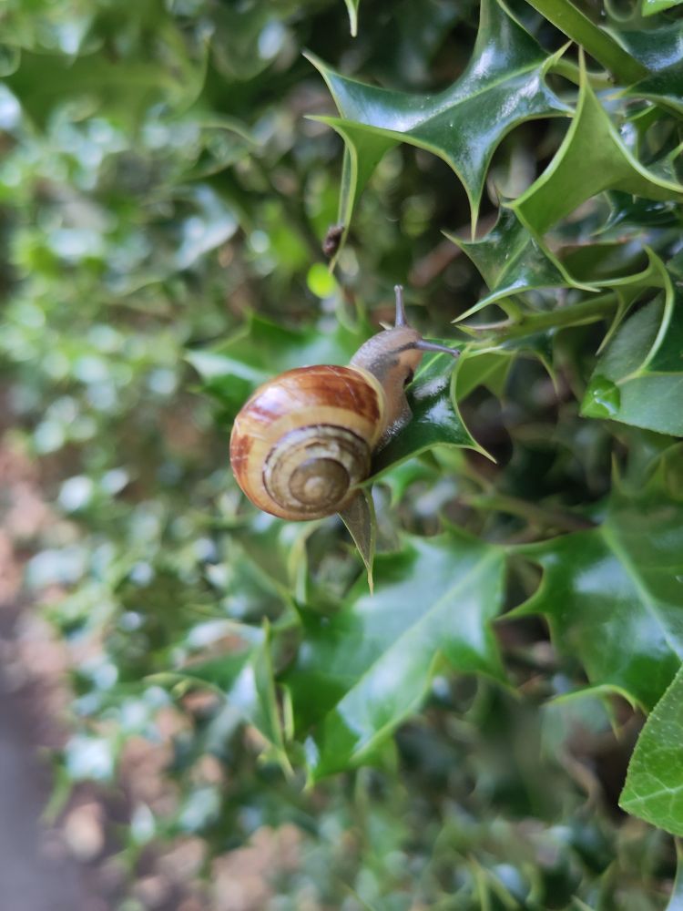 A tiny snail on the leaf of a holly bush