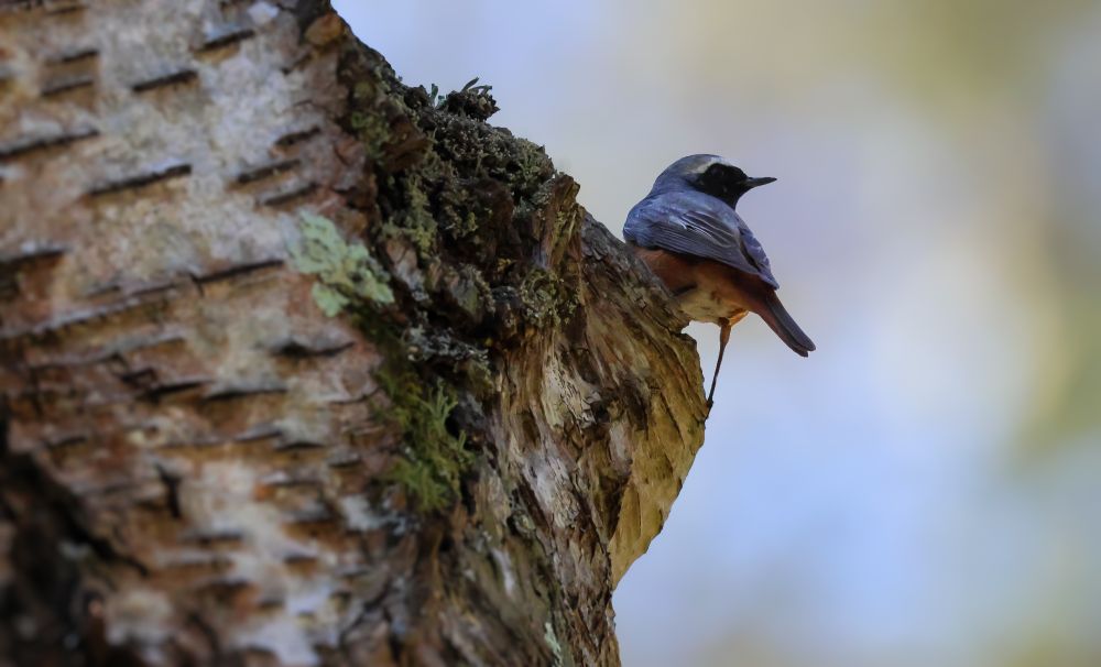 A male Redstart on the side of a Silver Birch trunk 