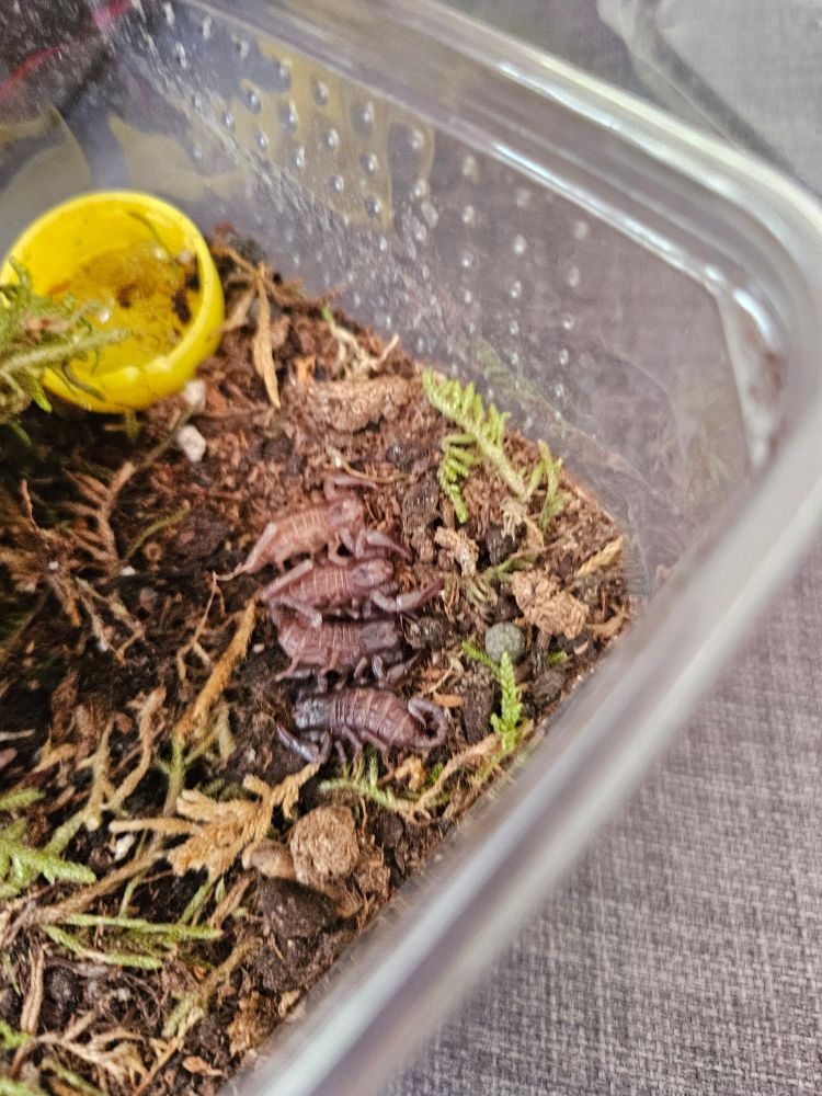 Babyskorpione nebeneinander.