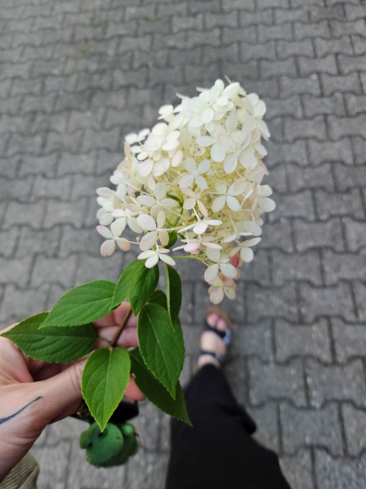 Weiße, kleinblütrige Hortensie.