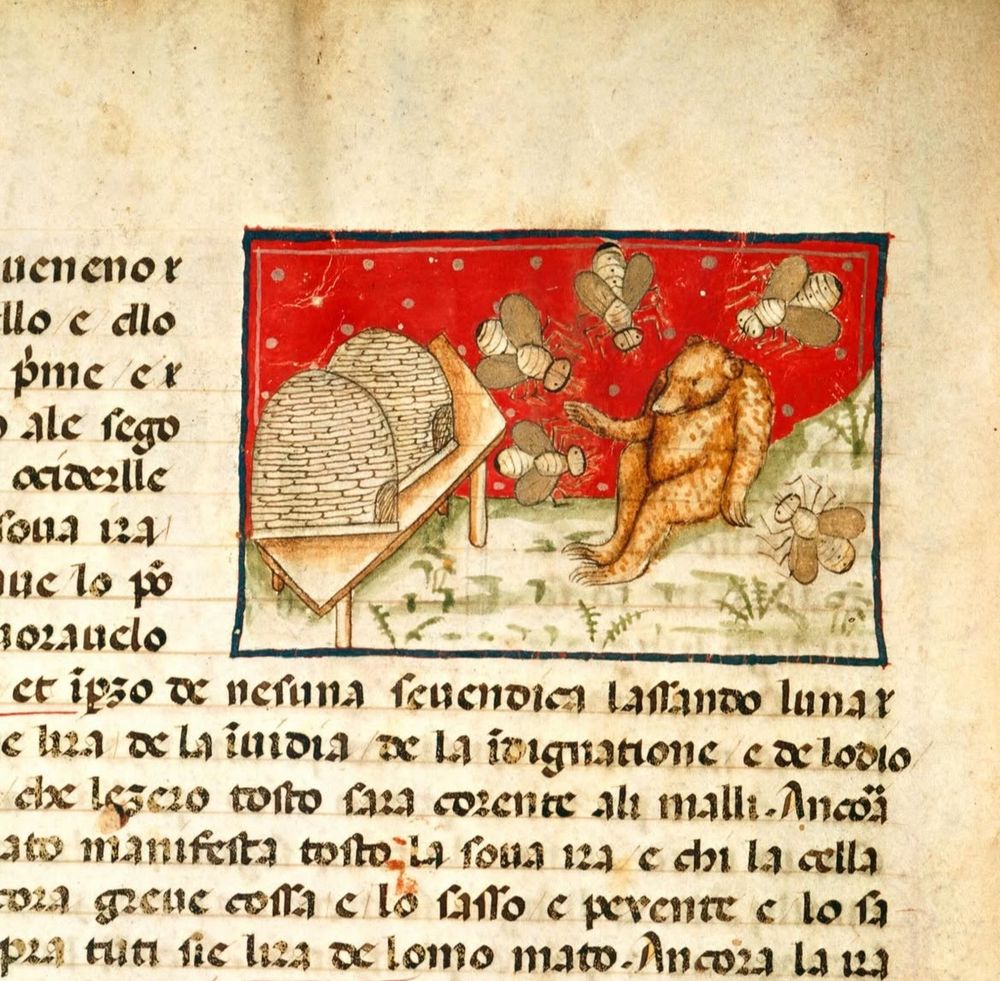 A manuscript with an illumination of a bear sat beside some beehives, with bee friends flying around him.  