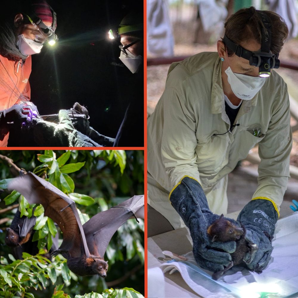 A collage of three bat-related scenes: researchers handle bats in the dark, bats hang and fly among forest branches, and a bat is examined on a table by a person in protective gear. Photo credits to Kathleen Flynn, Pat Jones, Remy Brooks.