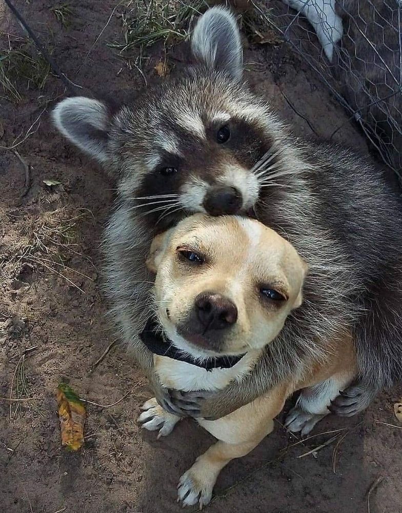 Racoon hugging a puppy.