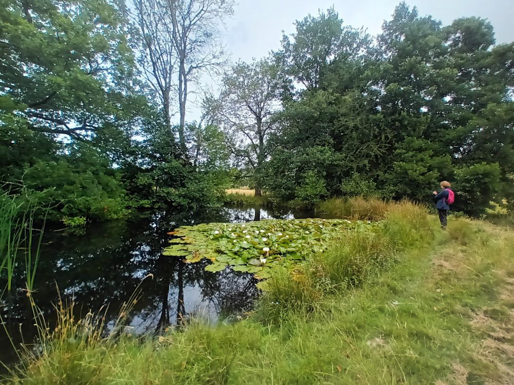 HSI survey in progress at a potential great crested newt habitat. The image shows a pond with a person standing nearby. Credit Emily Seccombe
