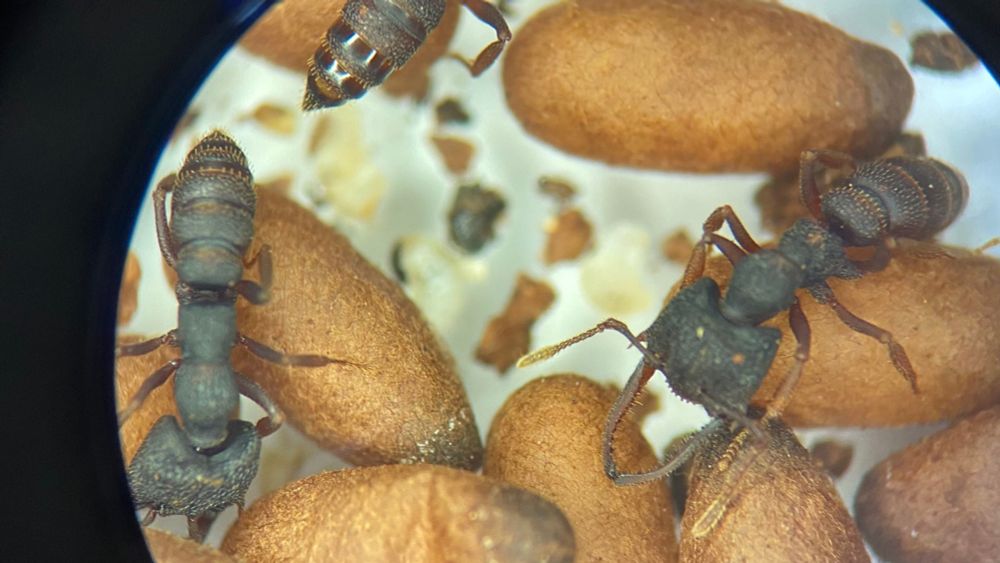 Unearthing the social life of ants