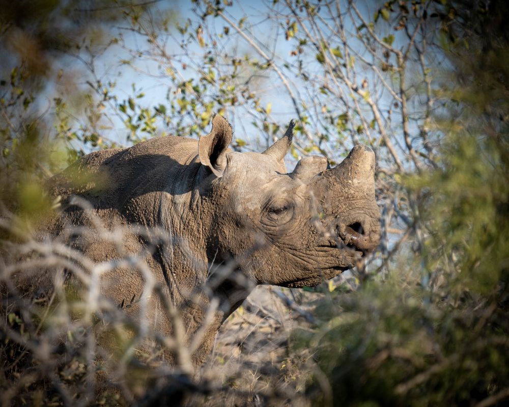 View of a dehorned Rhino through bushes