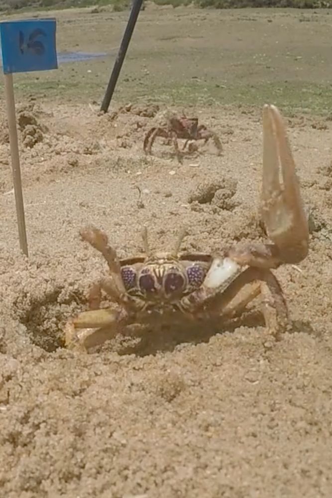 A European fiddler crab in the middle of its courtship routine, with another crab in the background