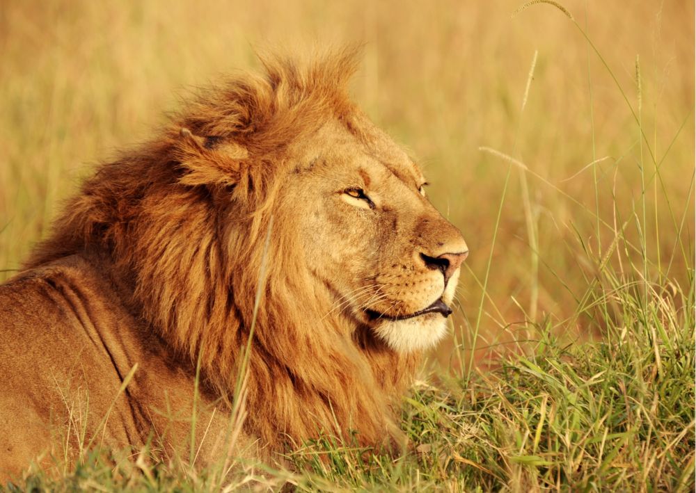 UK hunting trophies law would cause more harm than good