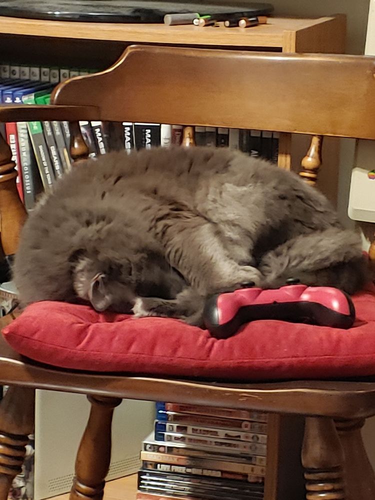 A large grey cat curled with his face tucked under his body, sleeping on a wooden chair with a red cushion and a game console controller.