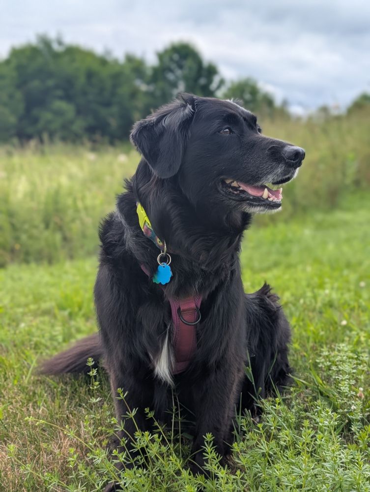 A black fluffy dog with floppy ears, looking relaxed, sits before a green landscape and blue sky