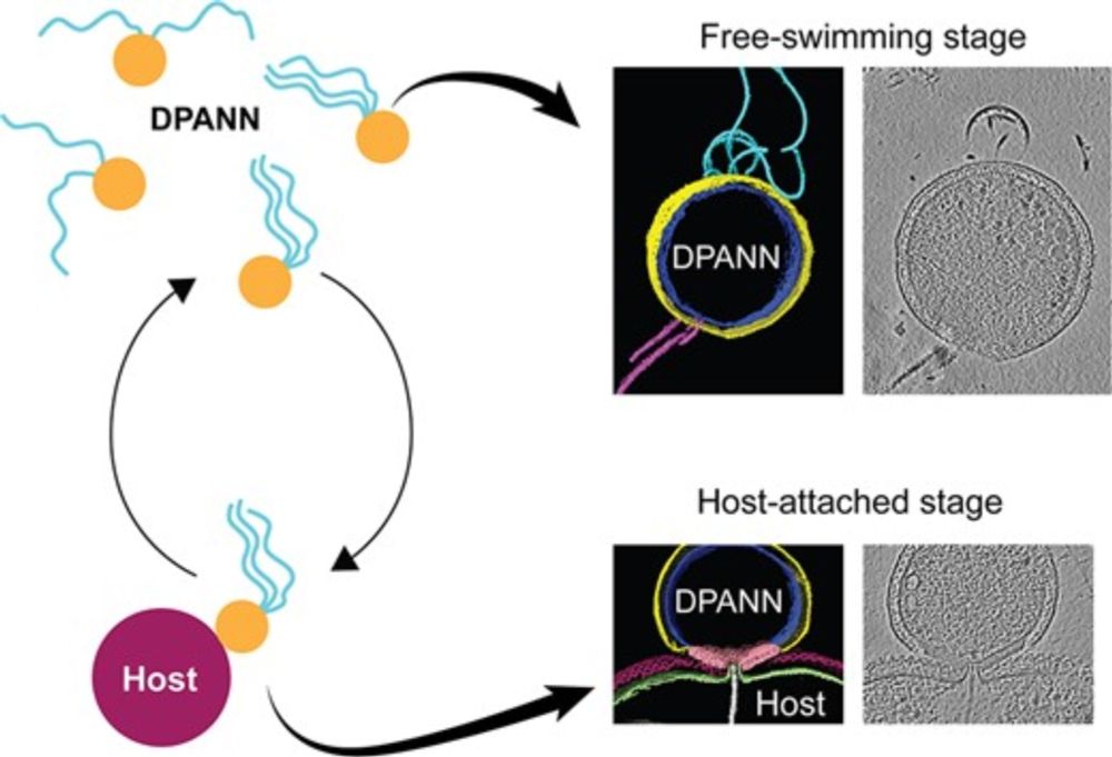 Distinct life cycle stages of an ectosymbiotic DPANN archaeon