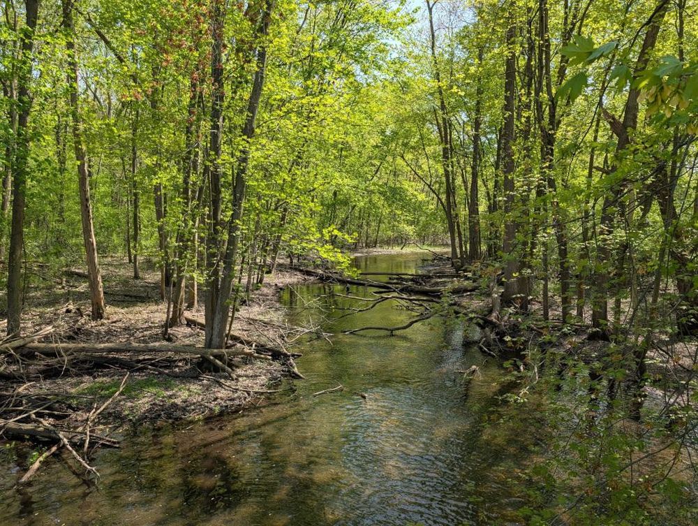 A clear water creek winding through the woods. Dappled sunlight filters through the spring-green leaves of the maple trees.