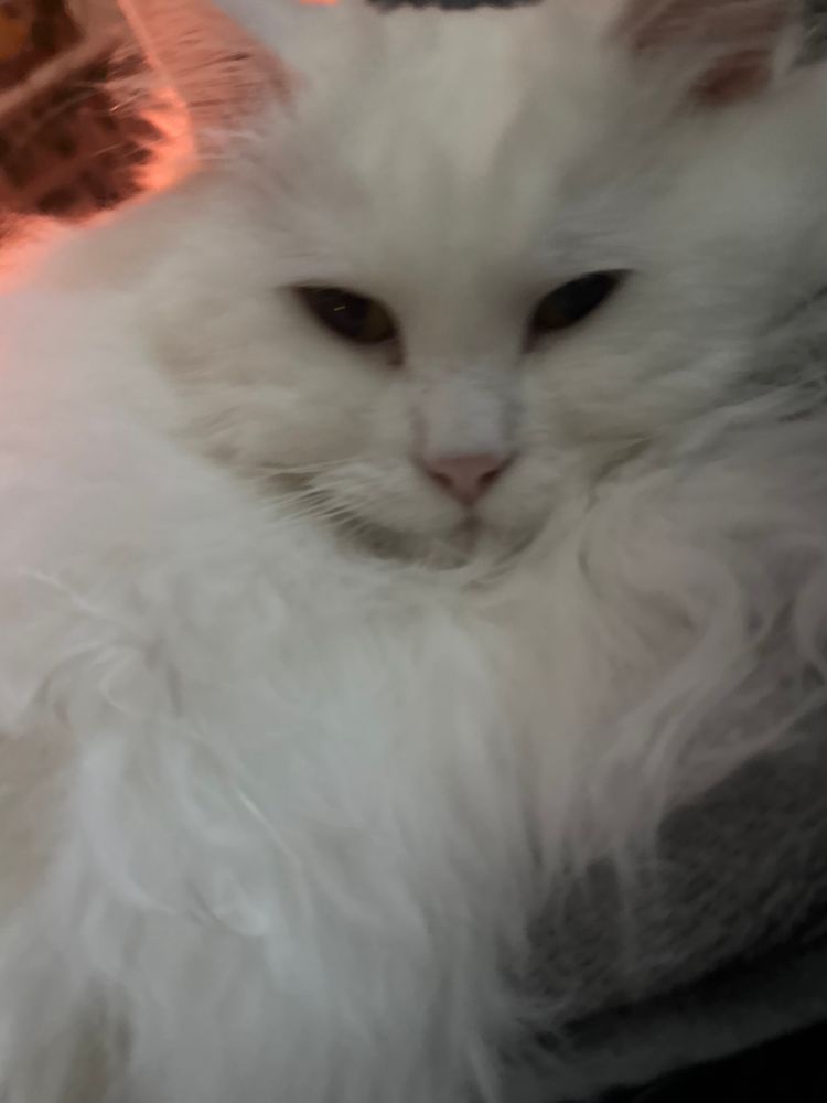 picture of a fluffy white cat again