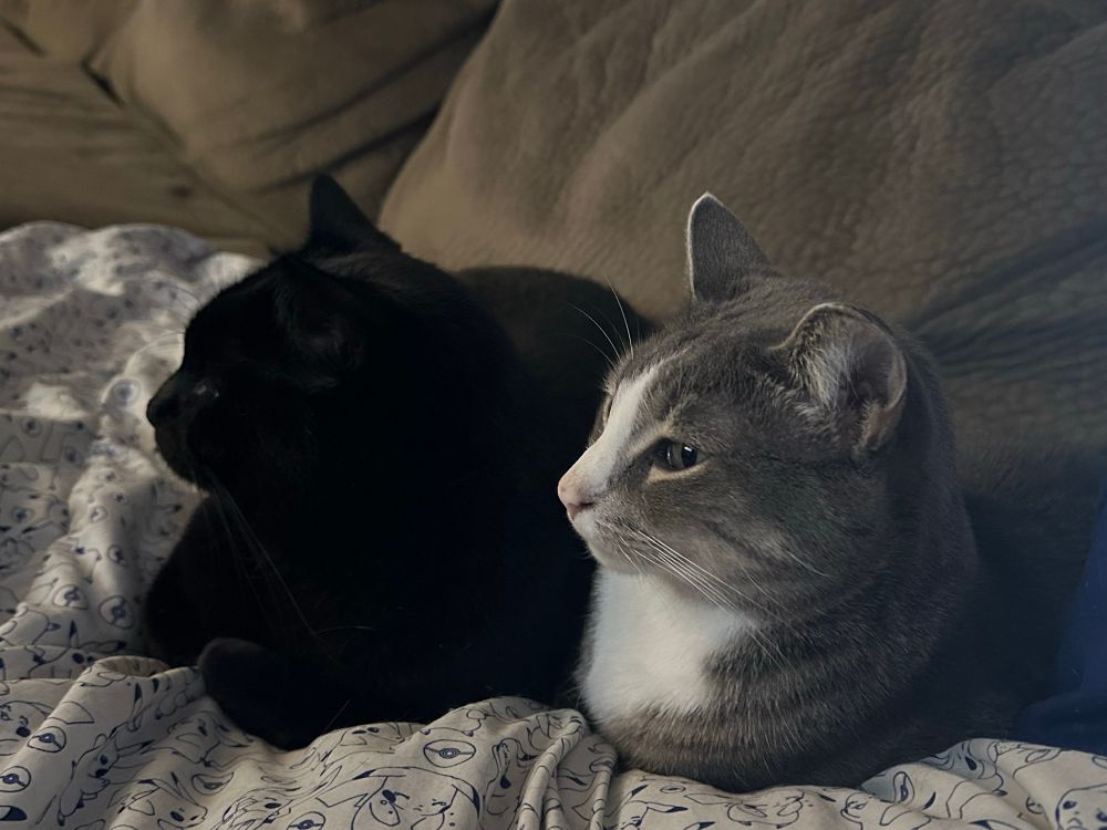 Two cats laying down and staring offscreen. The one on the left is black and the one on the right is gray and white 