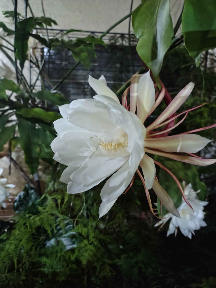 photo of a queen of the night flower in bloom