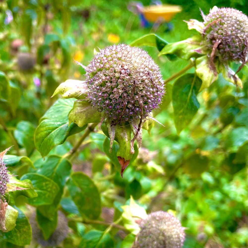 A pale purplish globe atop a stem with green leaves