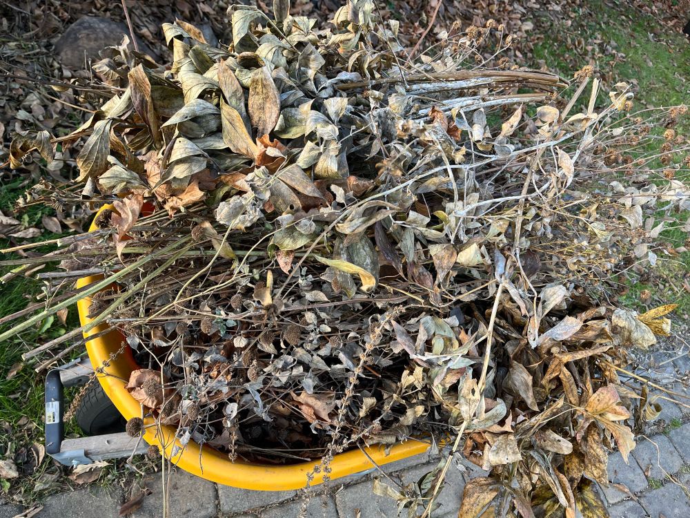 A wheelbarrow full of brown and grey old plant foliage. Peony and bee balm leaves and stems with powdery mildew are piled up and ready to be moved away.