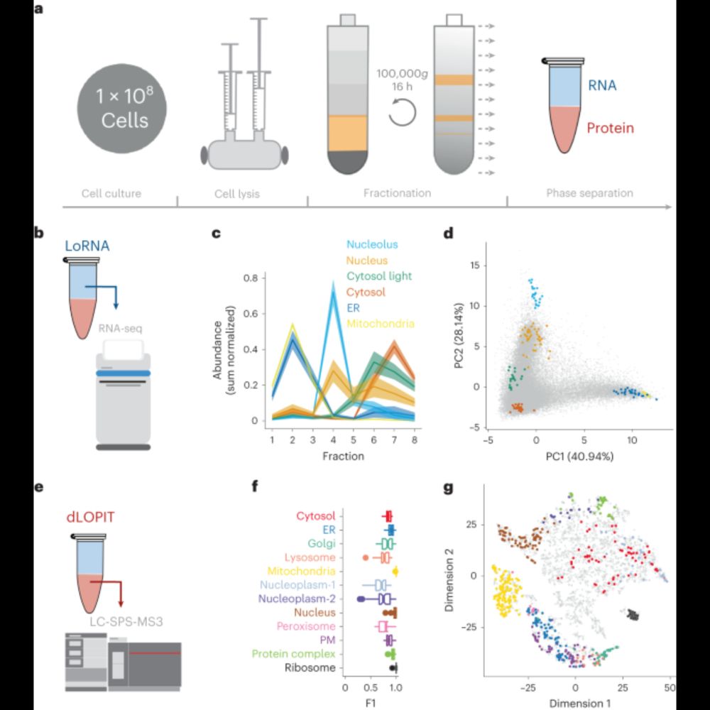 System-wide analysis of RNA and protein subcellular localization dynamics - Nature Methods