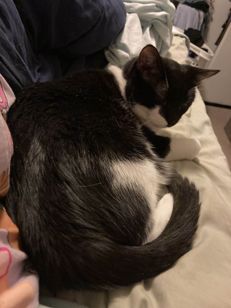 a black and white cat with his eyes closed and his hindquarters facing the camera. he extends one paw toward the edge of the mattress he is laying on. his tail is curled in towards his midsection. the bed has off-white sheets, a blue blanket and a crumpled purple shirt with some brown and pink lines visible next to him. at the foot of the bed to the right you can see a hamper with clothes in it and an open door. he has a bit of loose dander and dry skin or dust on the edges of his coat visible but he looks relaxed.