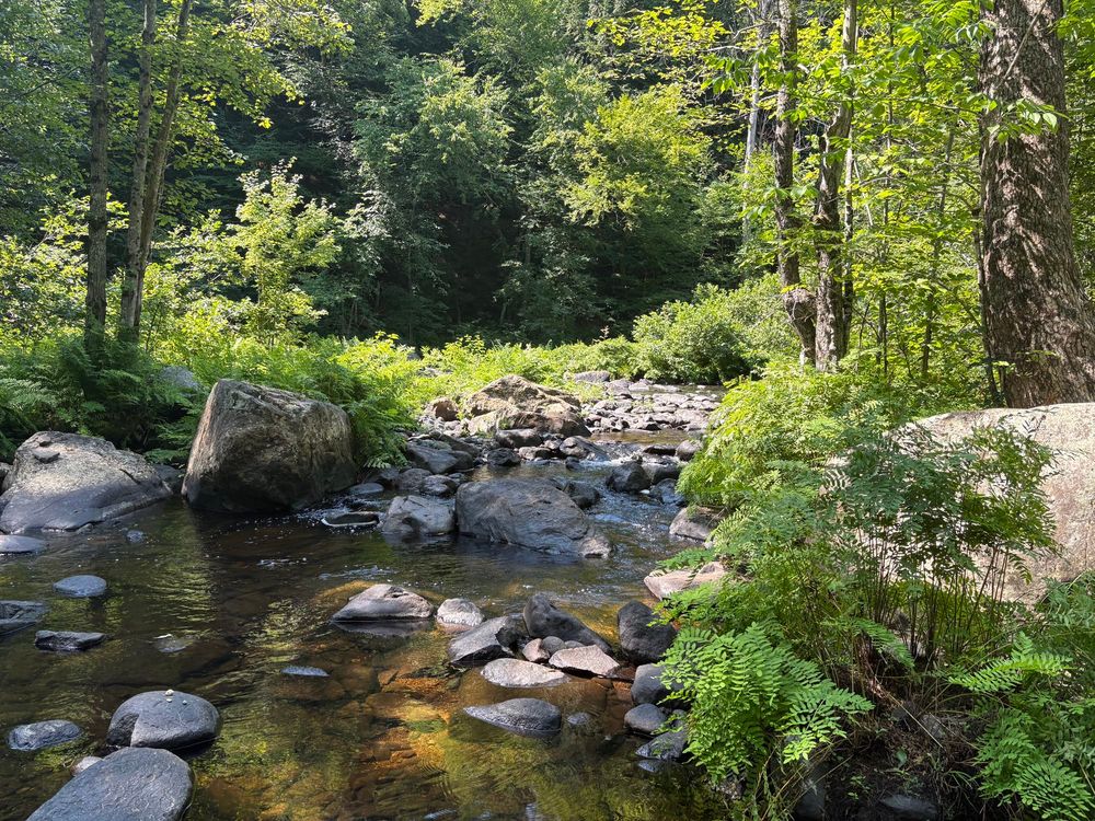 A creek flowing through lots of different sized rocks with ferns and trees on either side and the sun shining 