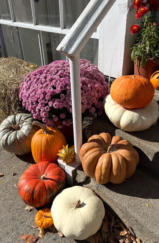 Diverse soorten pompoenen op een betonnen trap vergezeld met paarse bolbloemen 