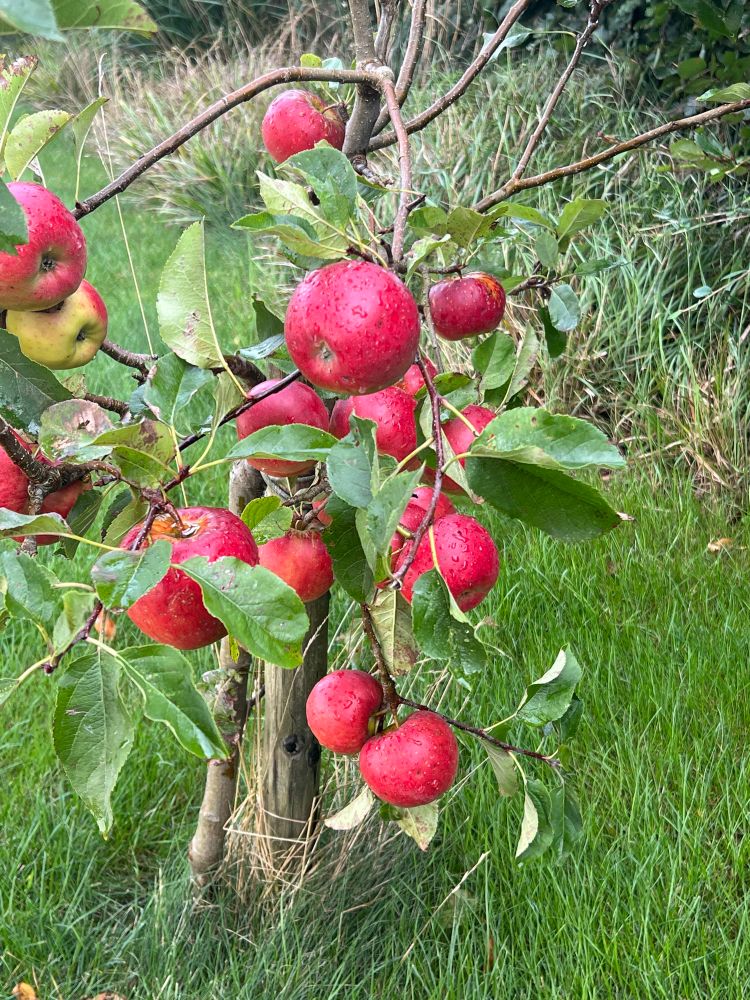 Prachtig rode Topaz-appels aan onze eigen laagstam-fruitboom