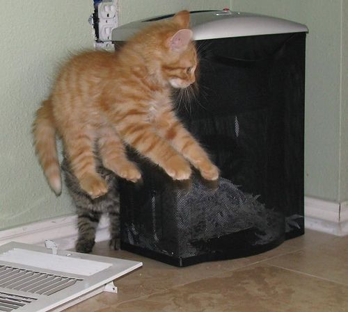 Pocus (Mac) at the height of a scare-ump, some inches above the floor. Barely seen behind him is Hocus (Plunk), who may have startled him. Or perhaps the floor register next to them went off and startled the very skittish, but always gorgeous ginger floof that became Misser Macleane.