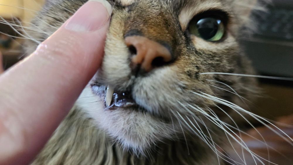 Cat making a goofy face showing a fang by rubbing his face against a finger.