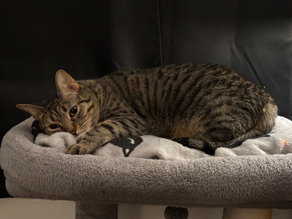 Olive resting on the perch