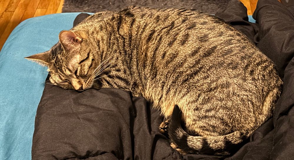 Olive napping on the bed