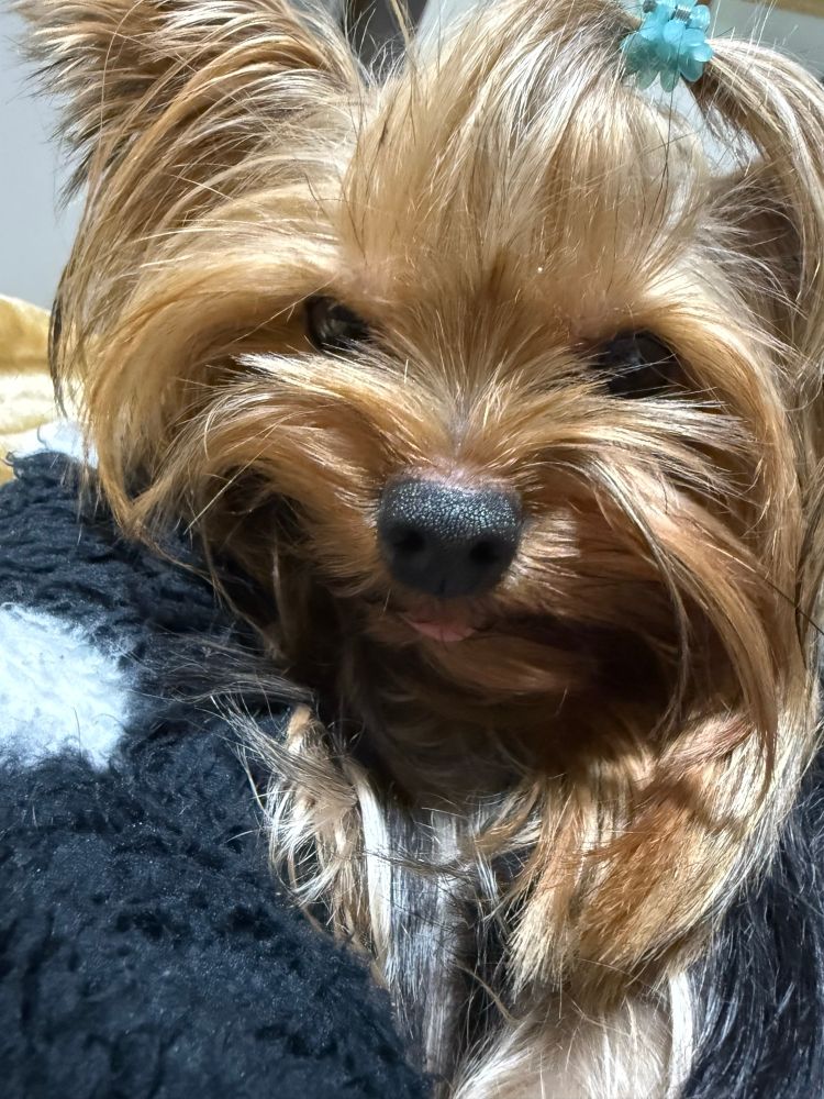 cãzinha da raça yorkshire, com sedosos pelos longos loiros. ela está com uma ponta da linguinha de fora e olha pra câmera com cara de quem tomou 2 zolpidem com champanhe 