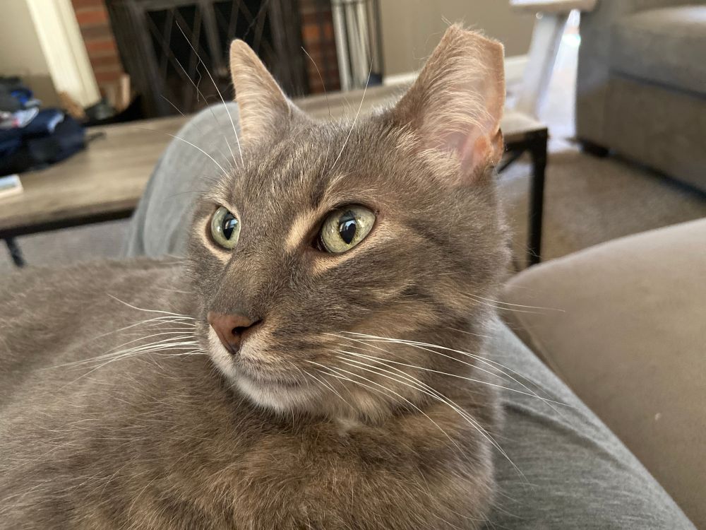 My senior grand-cat Sterling