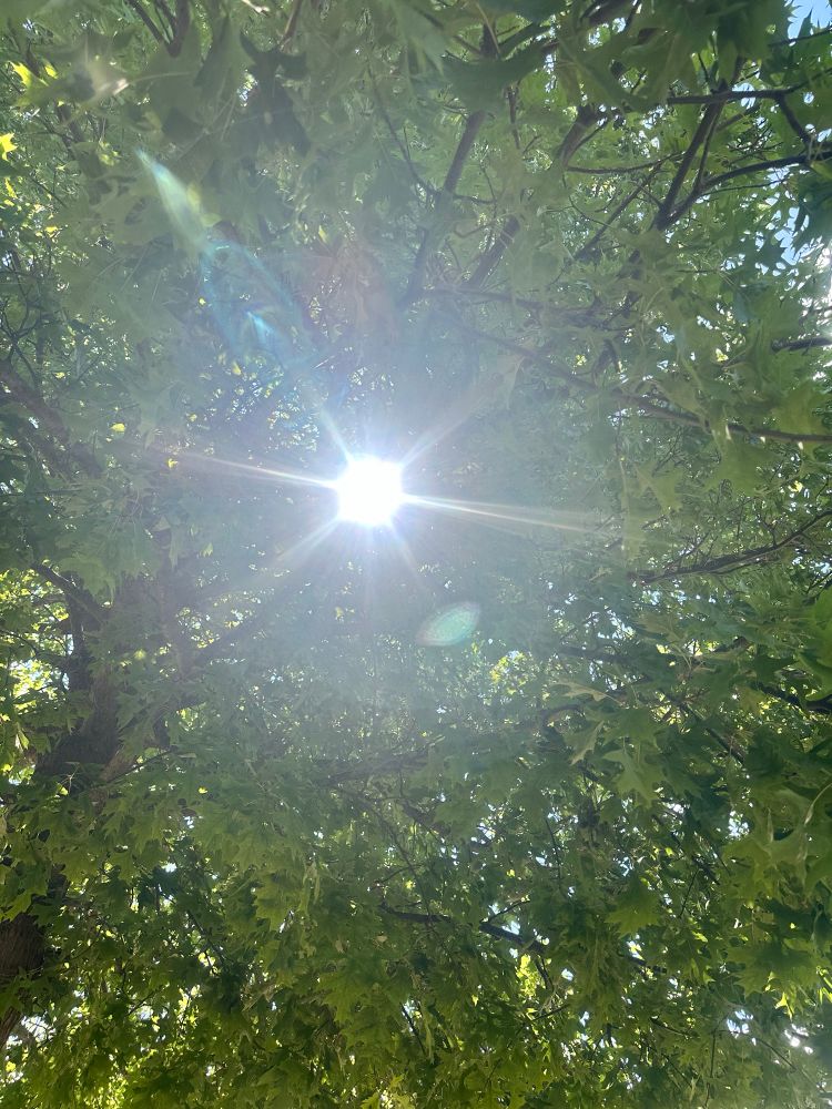 Sun shining thru the trees