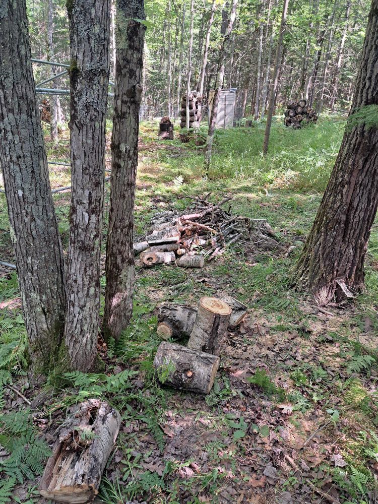 Fallen poplar tree cut into firewood, pile in background