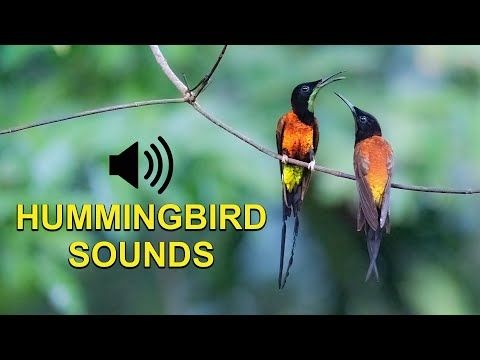 Hummingbird Sounds, Chirps and Calls