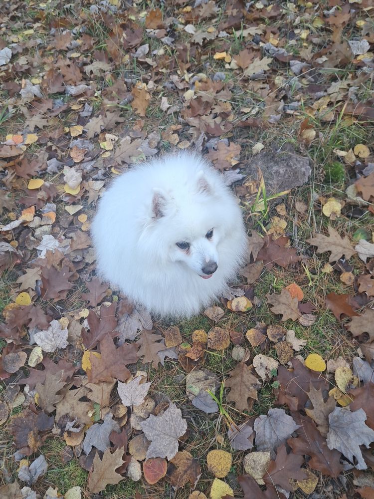 Mama's little monster, Loki, sitting amongst fallen leaves. Island life....

Mom decided to traverse the woods, and blind boy kept up as best he could. Gonna sleep good tonight.