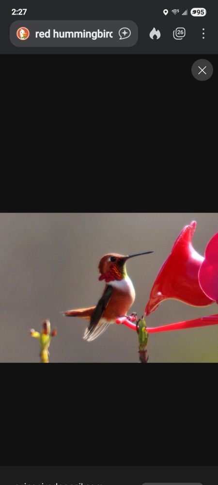 Red hummingbird on a hummingbird feeder