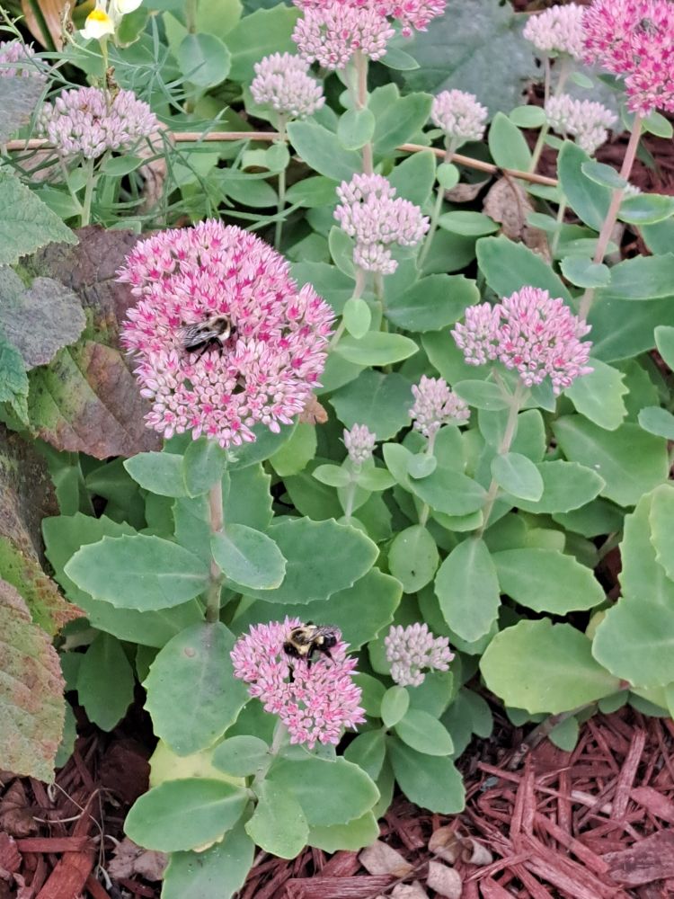 Autumn sedum with 2 bees - different flowerbed