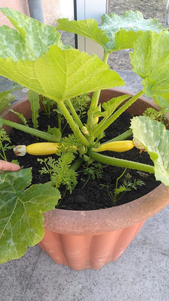 Yellow courgette in a soil pot 