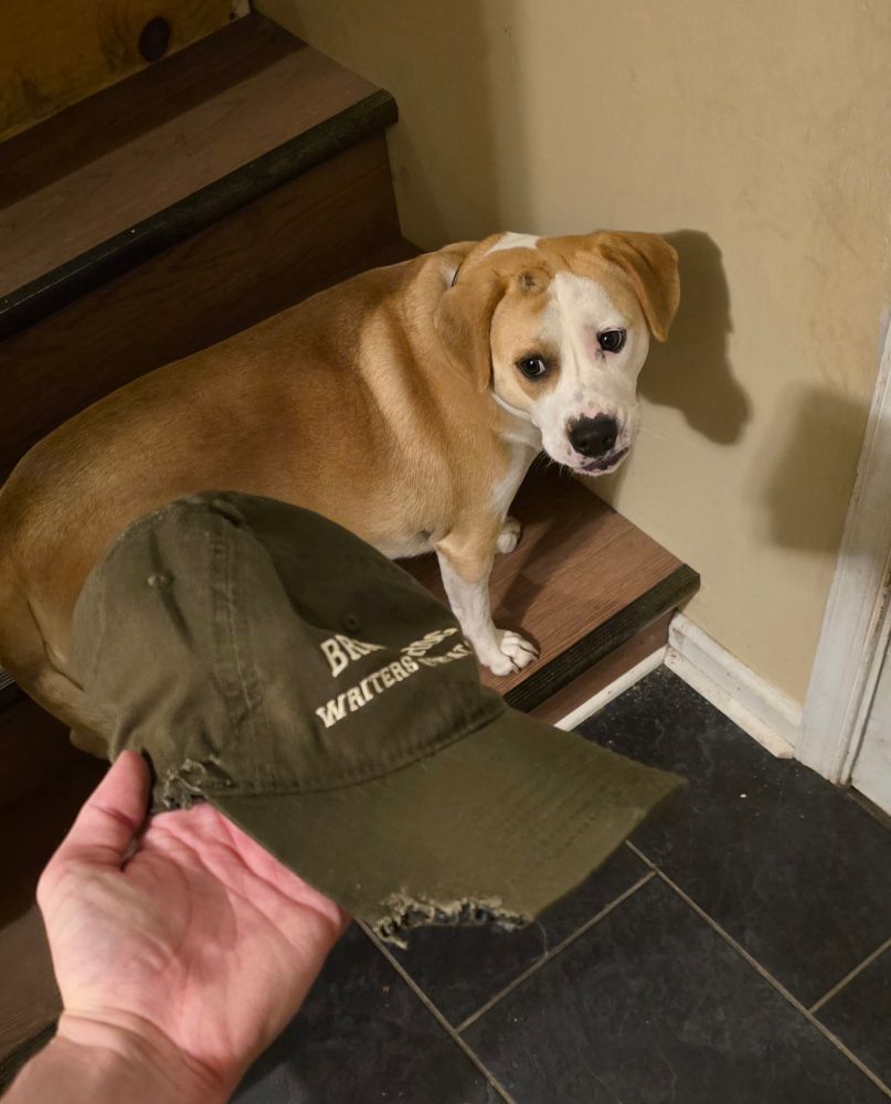 Photo of the aforementioned hat, now chewed up on the visor and where the visor meets the head of the hat. I am holding it up in front of Ruby the Dog, who is looking at it like "Oh shit."